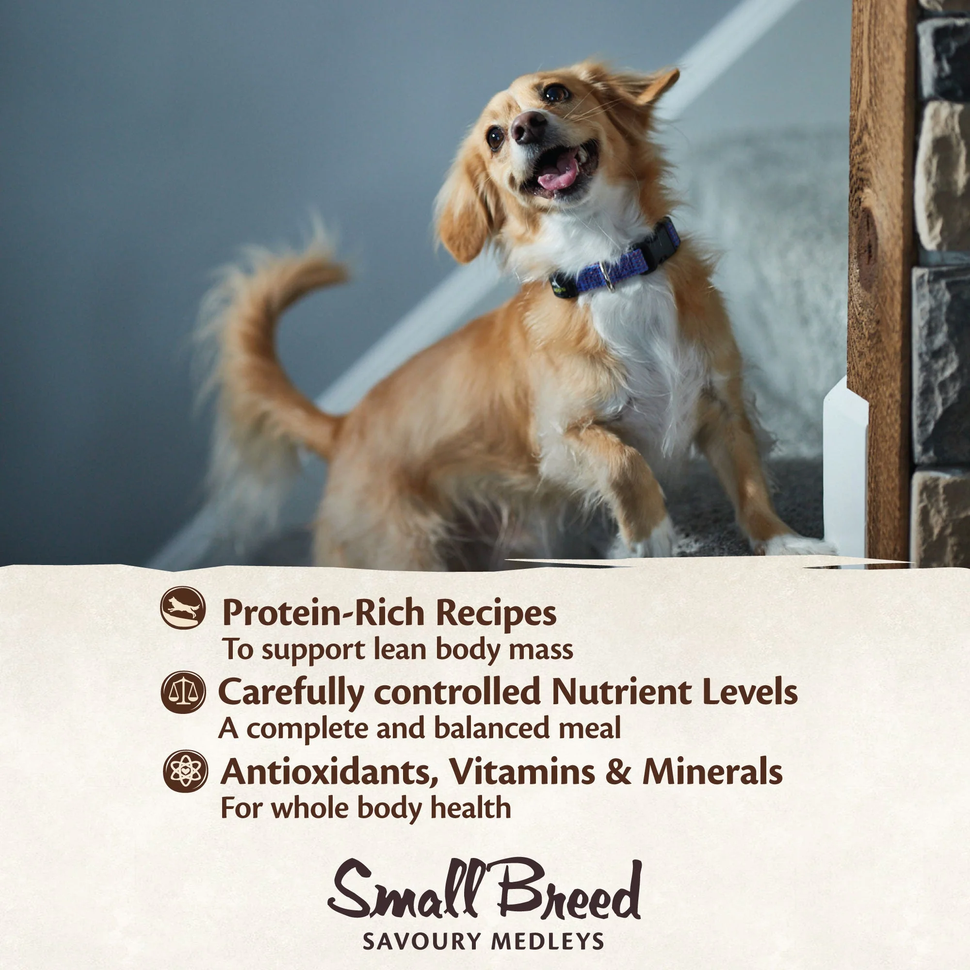 Wellness CORE Savoury Medleys Chicken, Duck, Peas and Carrots Wet Small Dog Food 85g x 12 - Image 8