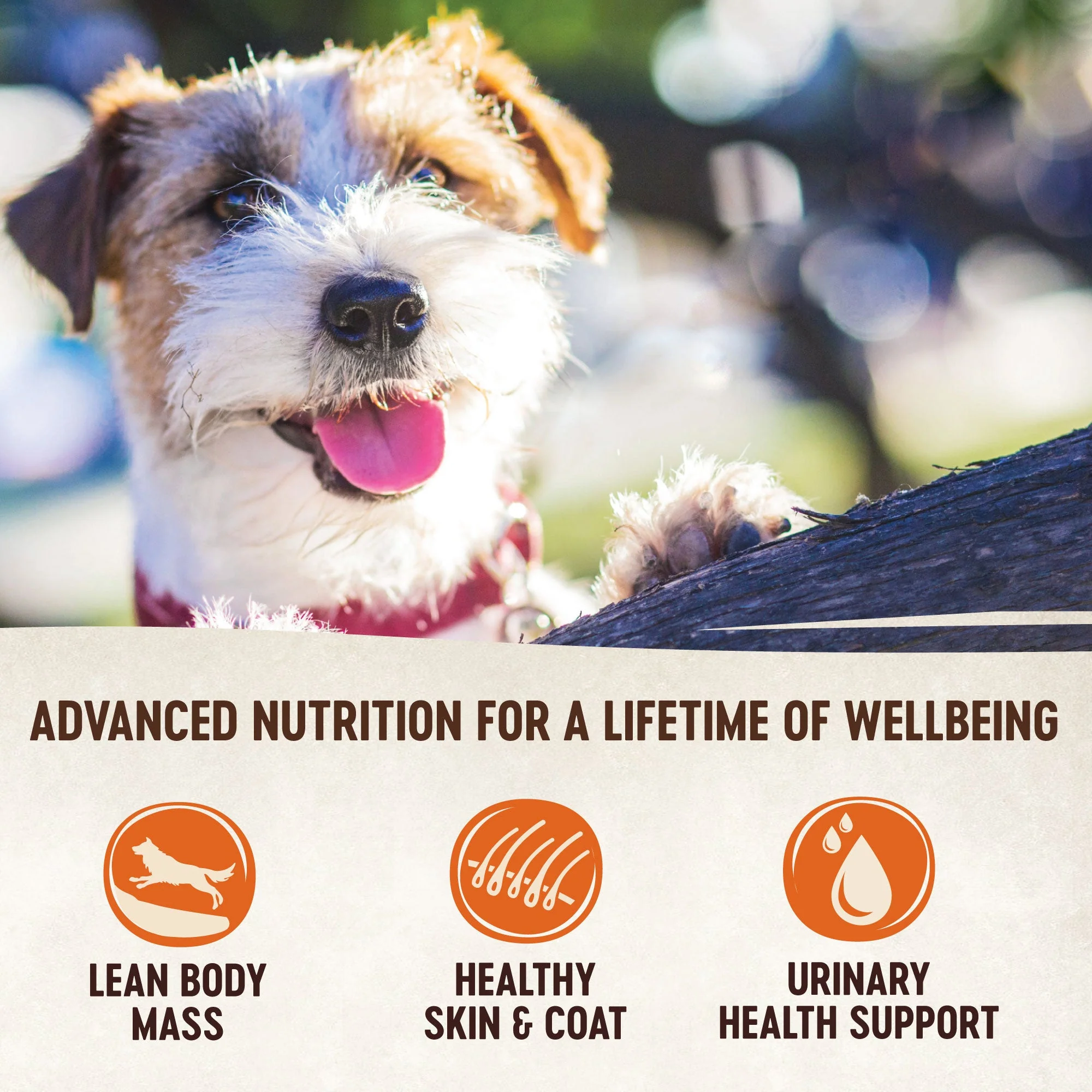 Wellness CORE Simply Shreds Shredded Chicken, Salmon and Pumpkin Wet Dog Food 79g - Image 7