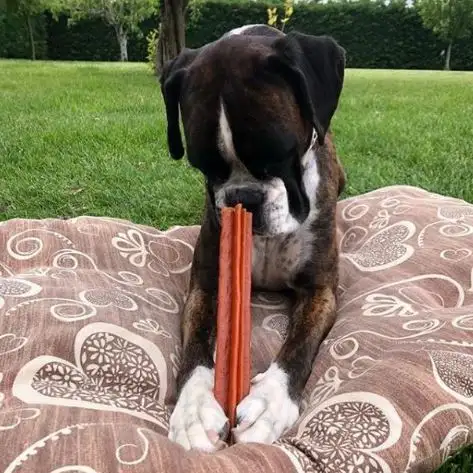 Whimzees Stix Dental Large Dog Treat - Image 2