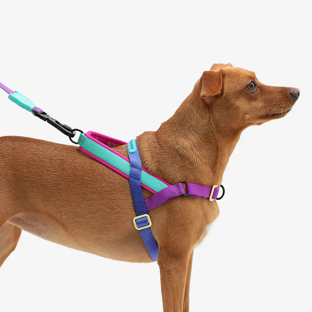 Zee.Dog Softer Walk Shockwave Dog Harness Small - Image 2