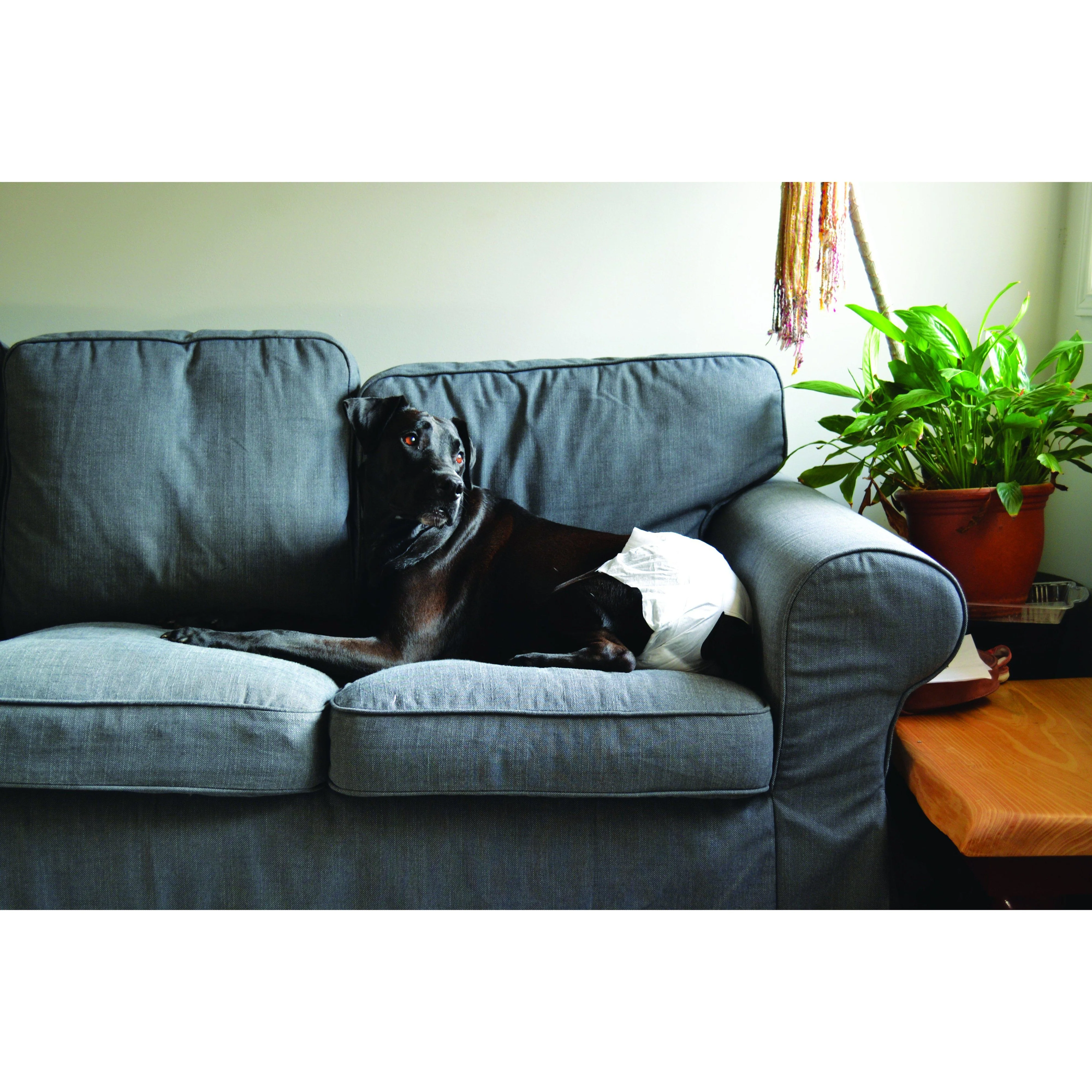 ZeeZ Disposable Dog Diaper Large 12 Pack - Image 2