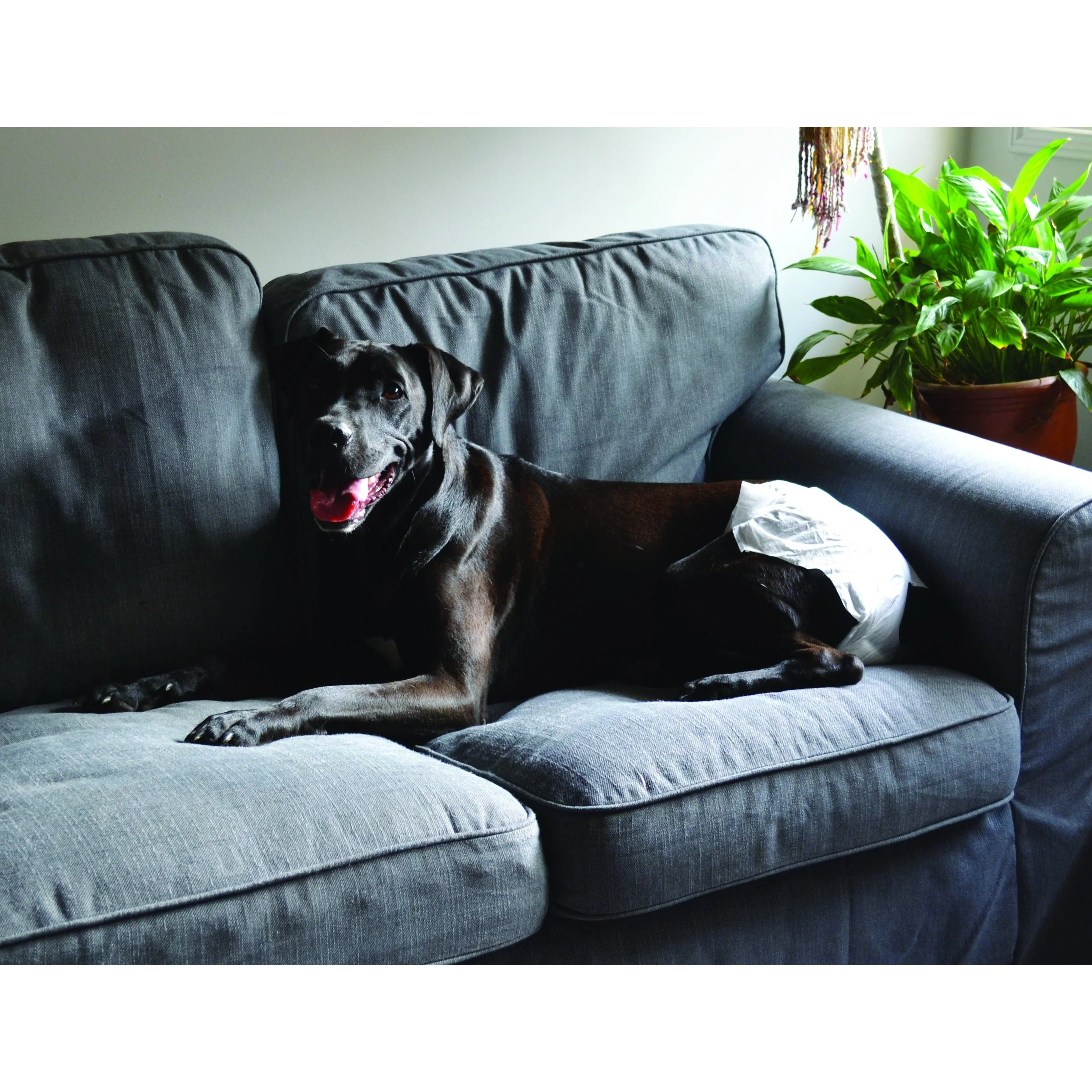 ZeeZ Disposable Dog Diapers Extra Small 12 Pack - Image 3