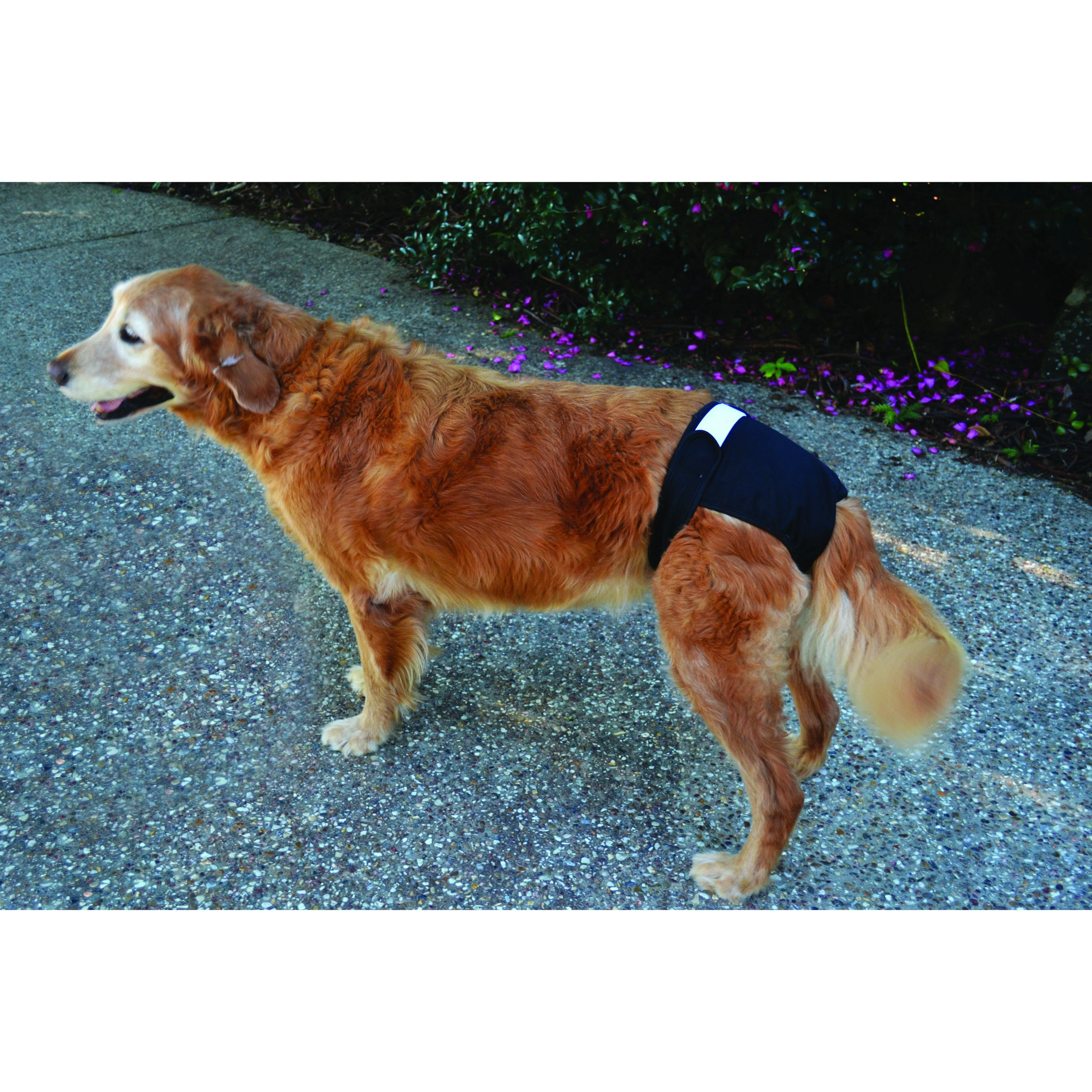 ZeeZ Washable Dog Diaper Small - Image 2