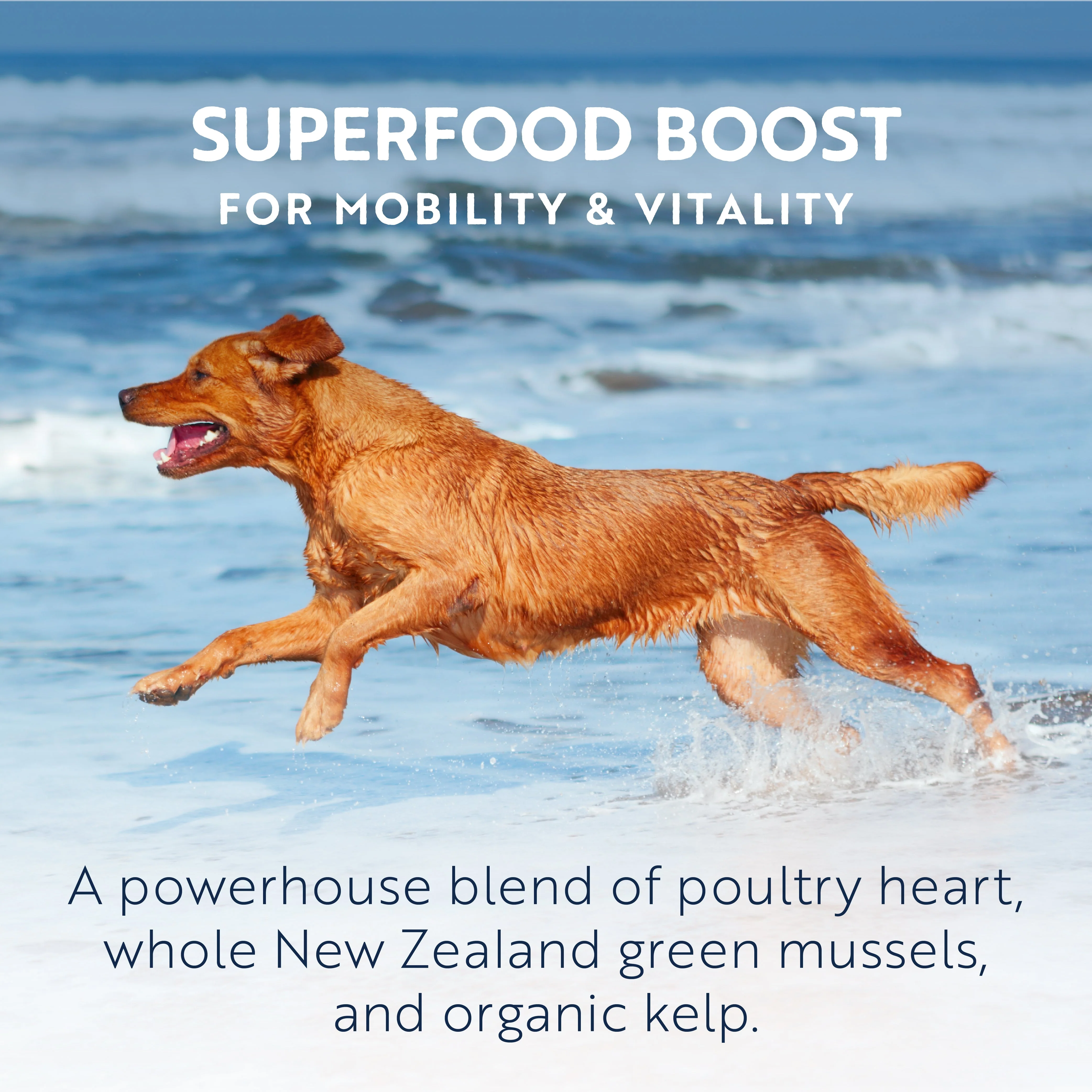 ZIWI Peak Air Dried Chicken Recipe Dog Food 454g - Image 8